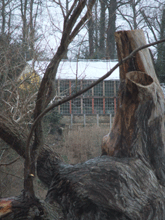 Pfaueninsel