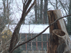 Pfaueninsel